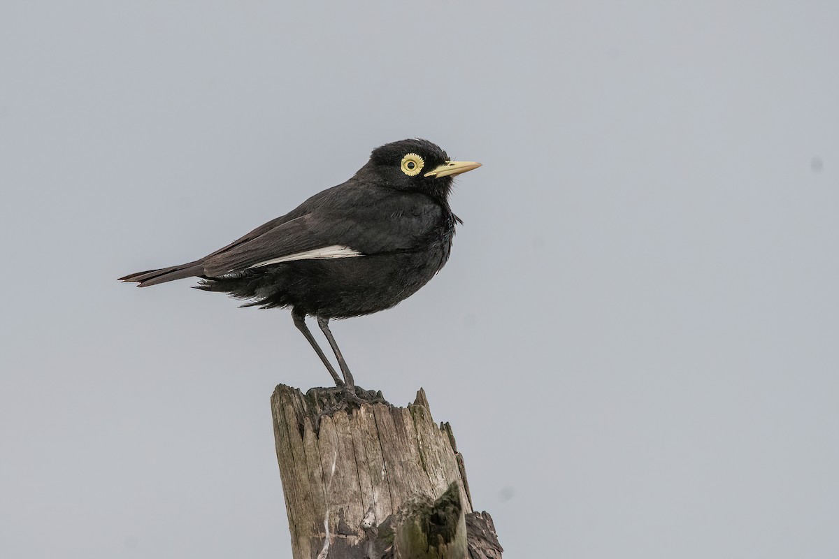 Spectacled Tyrant - ML611802433