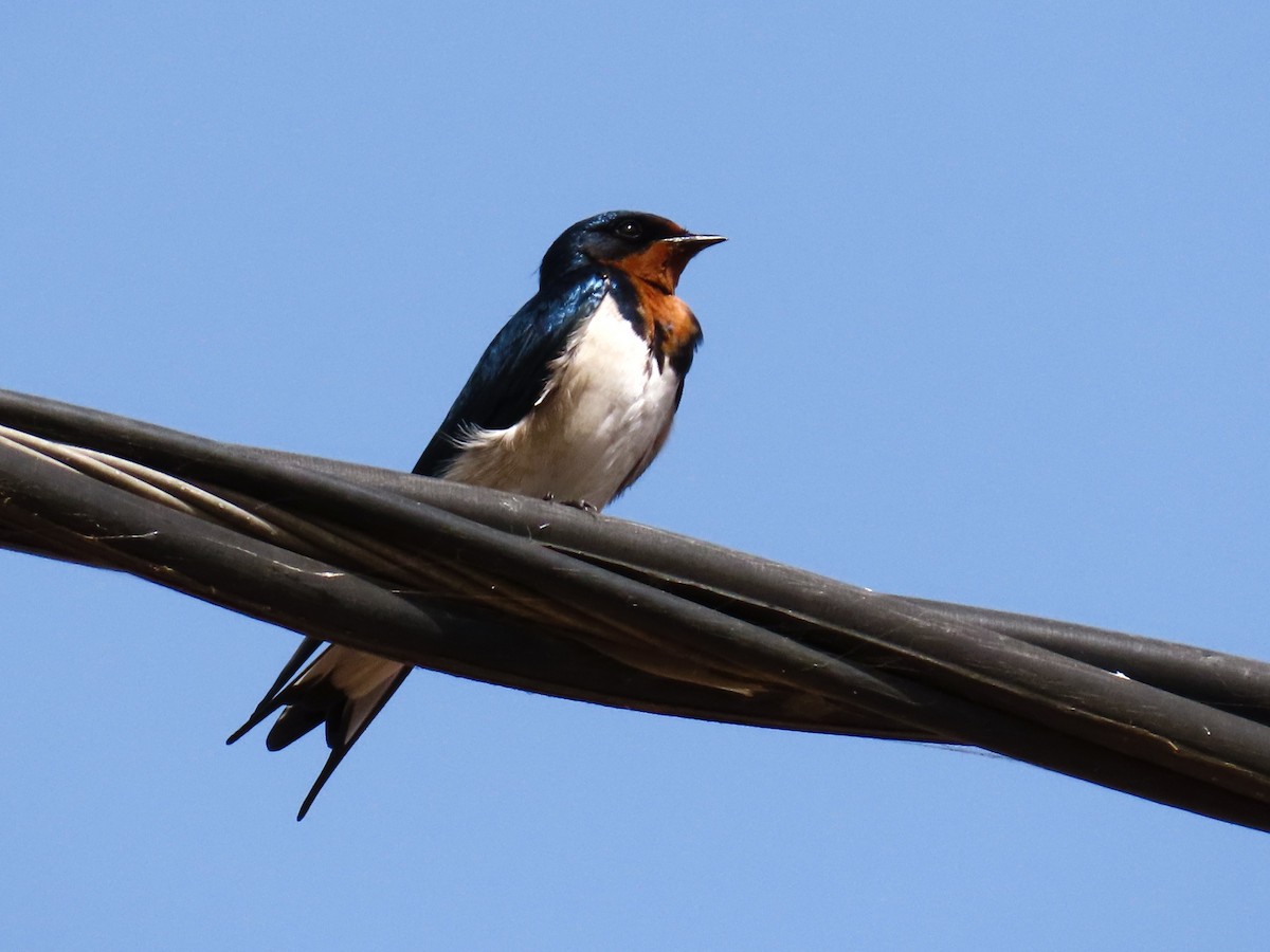 Red-chested Swallow - Tomáš Turecki
