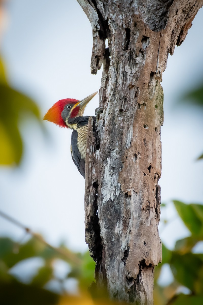 Lineated Woodpecker at Reserva Toh - Plantación de Madera Dura y Vía de Acceso Poniente (Acceso restringido) by Randy Walker