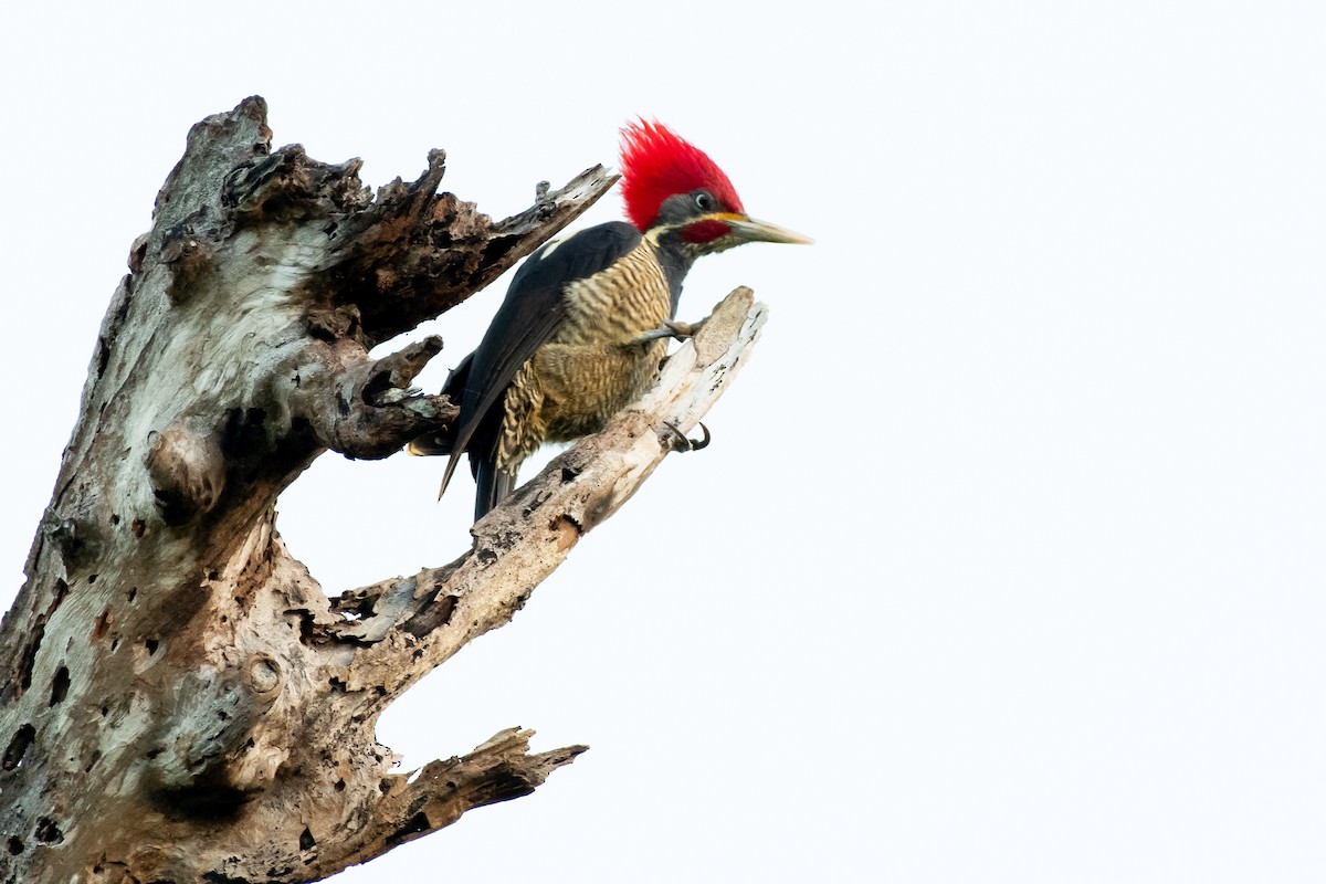 Lineated Woodpecker at Reserva Toh - Plantación de Madera Dura y Vía de Acceso Poniente (Acceso restringido) by Randy Walker