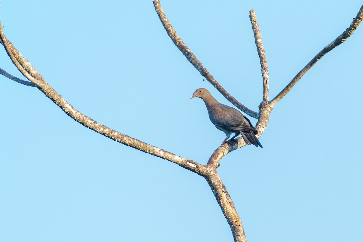 Red-billed Pigeon at Reserva Toh - Plantación de Madera Dura y Vía de Acceso Poniente (Acceso restringido) by Randy Walker