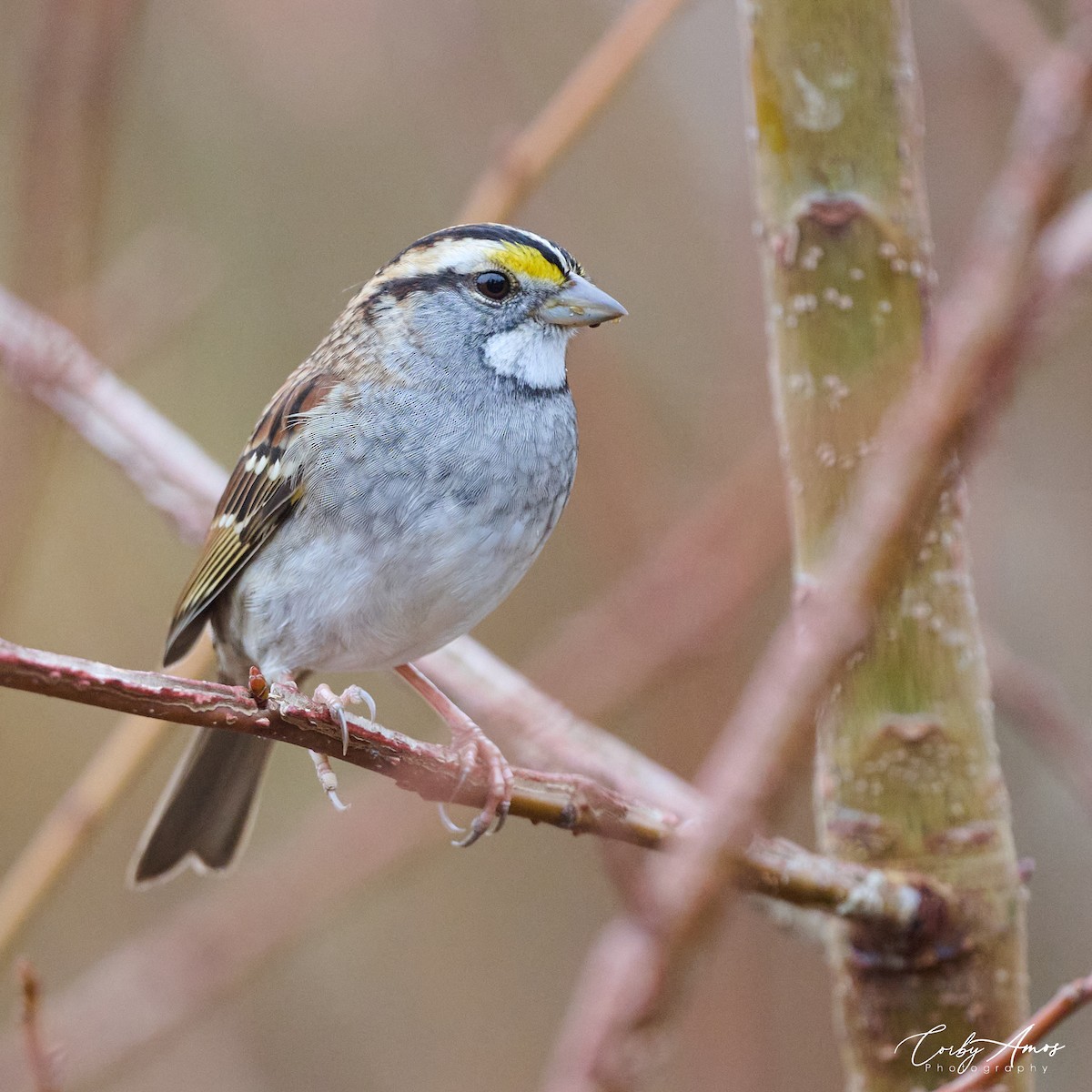 White-throated Sparrow - Corby Amos
