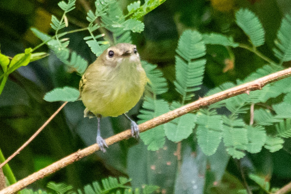 Smoky-fronted Tody-Flycatcher - ML611802996