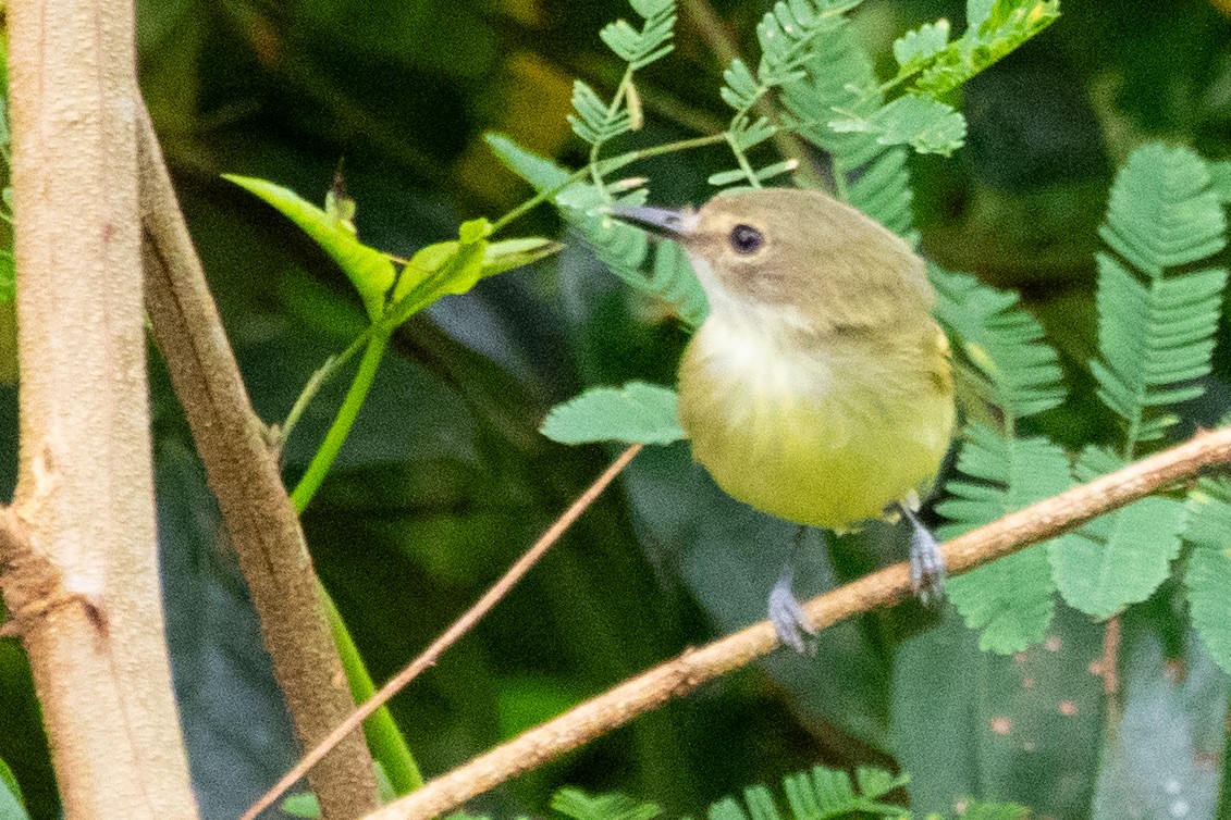 Smoky-fronted Tody-Flycatcher - ML611803003
