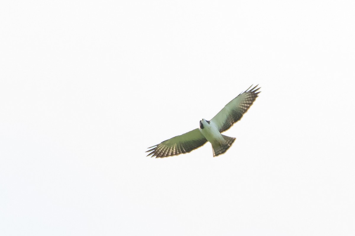 Short-tailed Hawk at Reserva Toh - Plantación de Madera Dura y Vía de Acceso Poniente (Acceso restringido) by Randy Walker