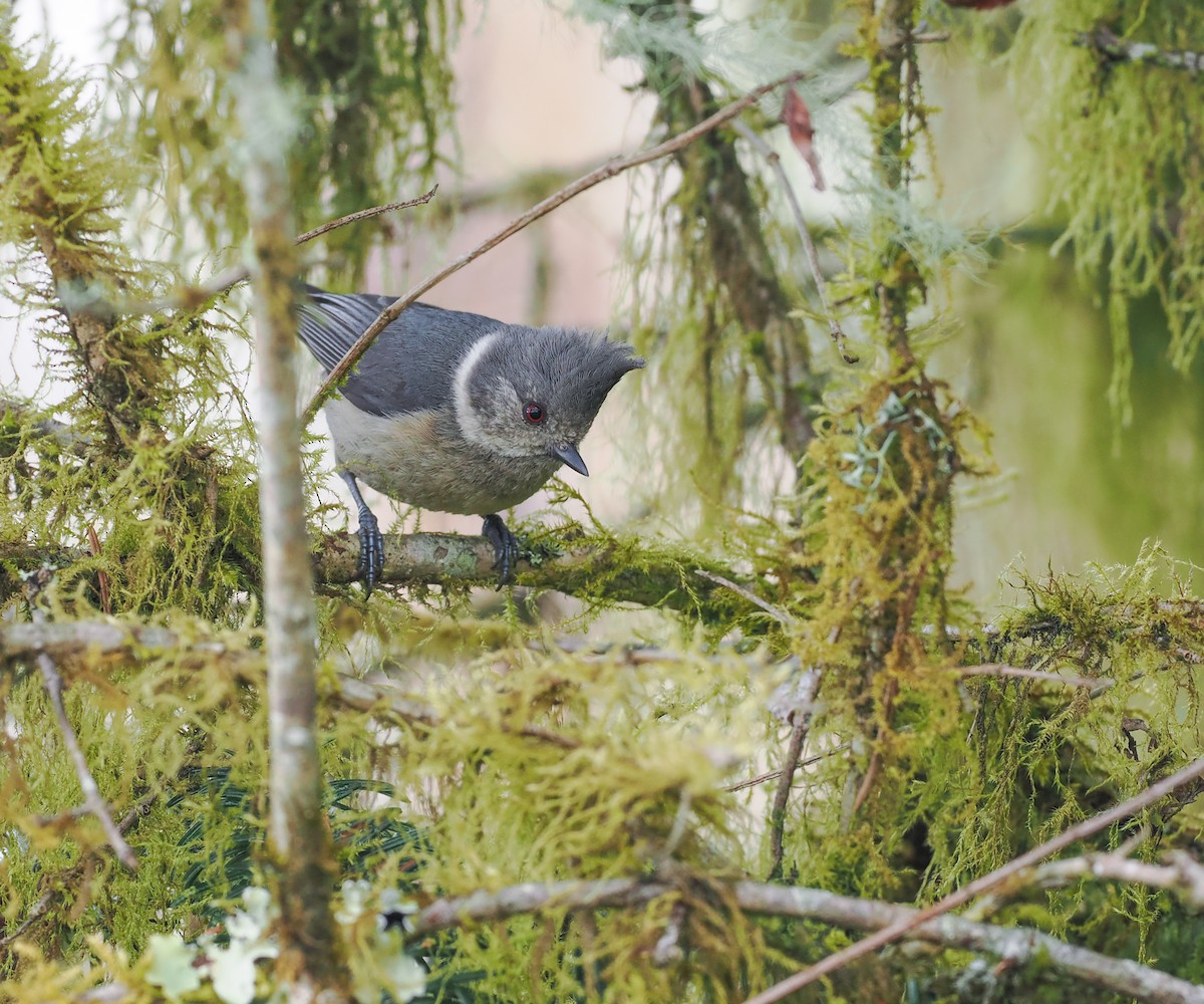 Gray-crested Tit - ML611803083
