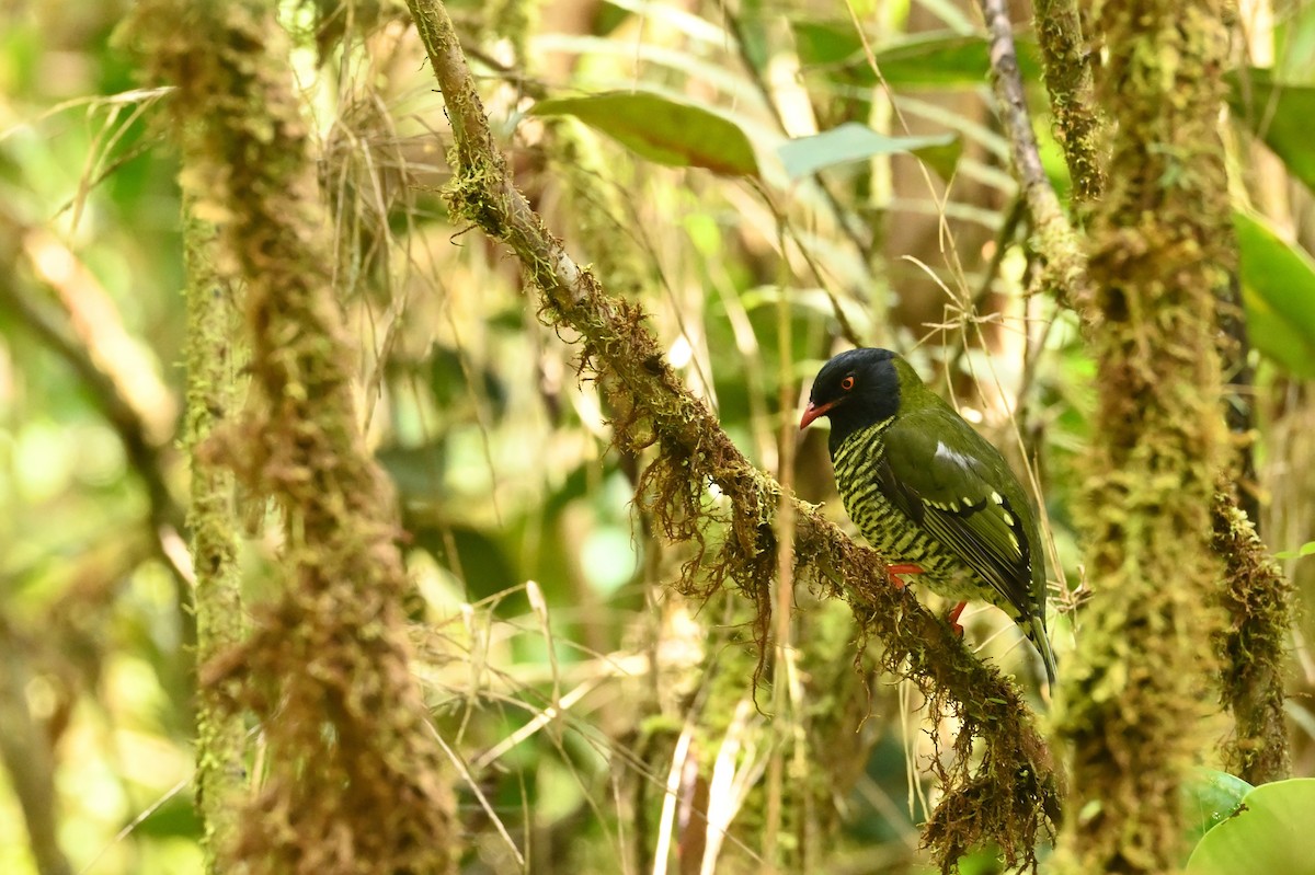 Green-and-black Fruiteater - ML611803309