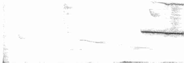 Белогорлая зонотрихия - ML611803579