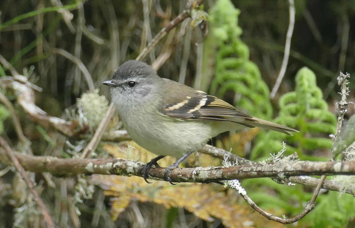 Tawny-rumped Tyrannulet - Jérôme Fischer