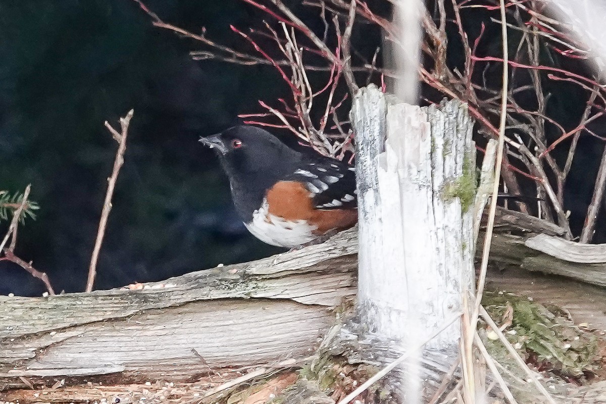 Spotted Towhee - ML611804019