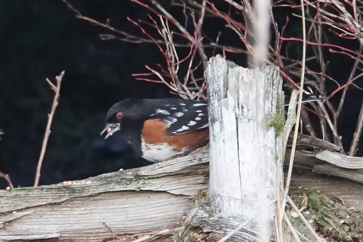 Spotted Towhee - ML611804020