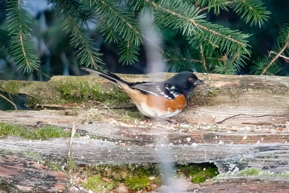 Spotted Towhee - ML611804021
