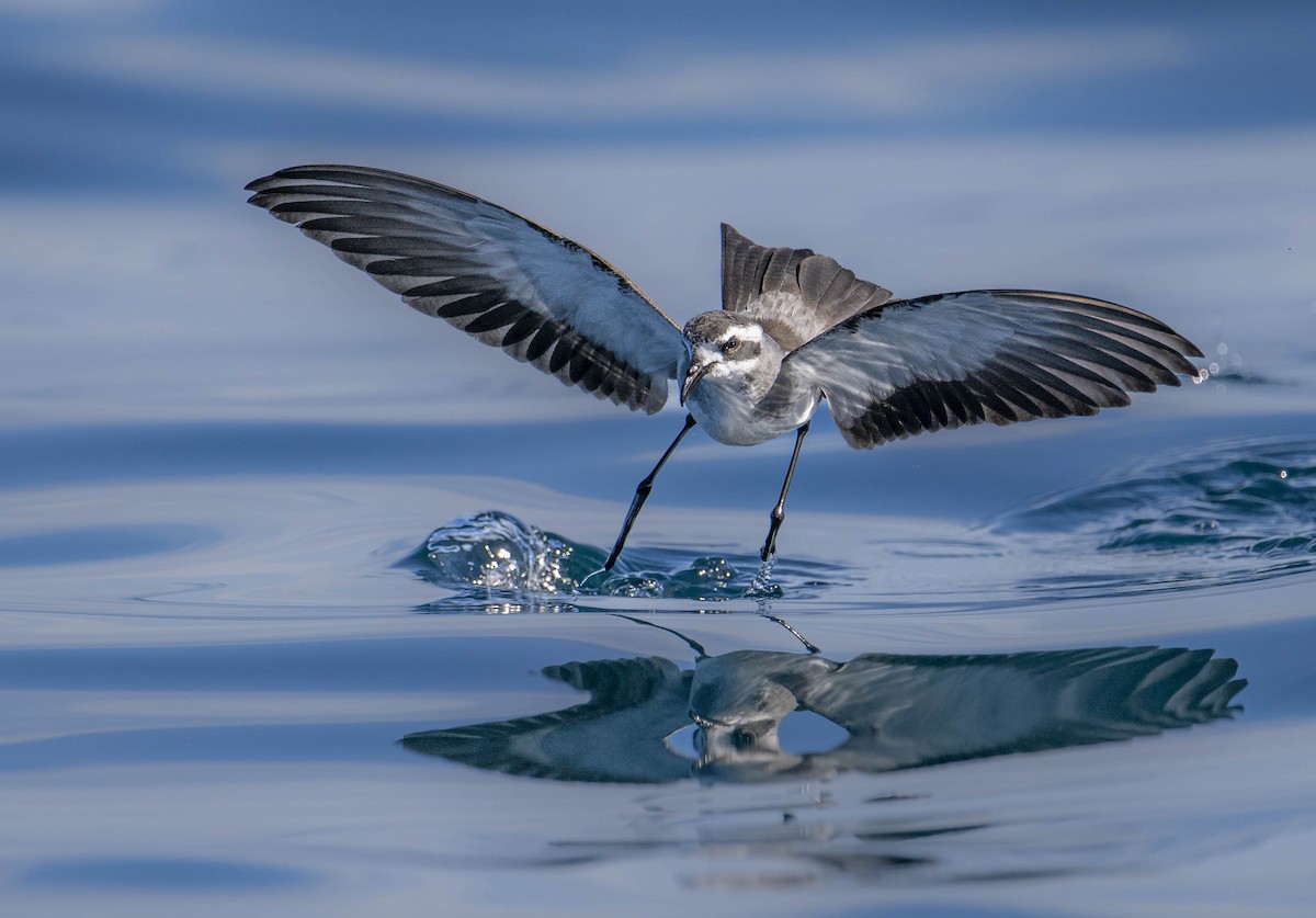 White-faced Storm-Petrel - ML611804058