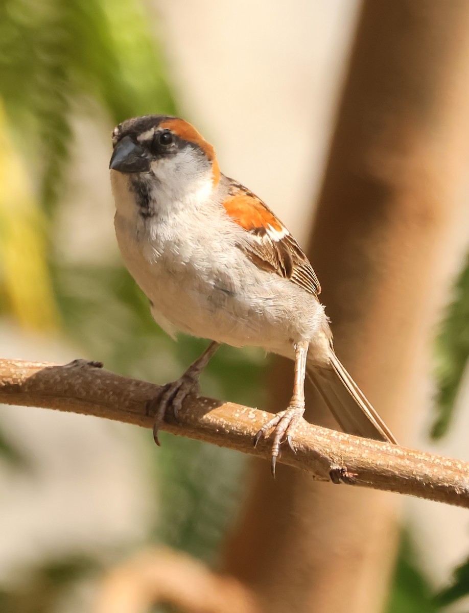 Cape Verde Sparrow - ML611804110