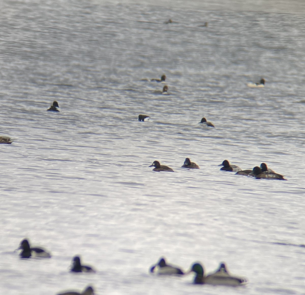 Greater Scaup - Cole Bauer