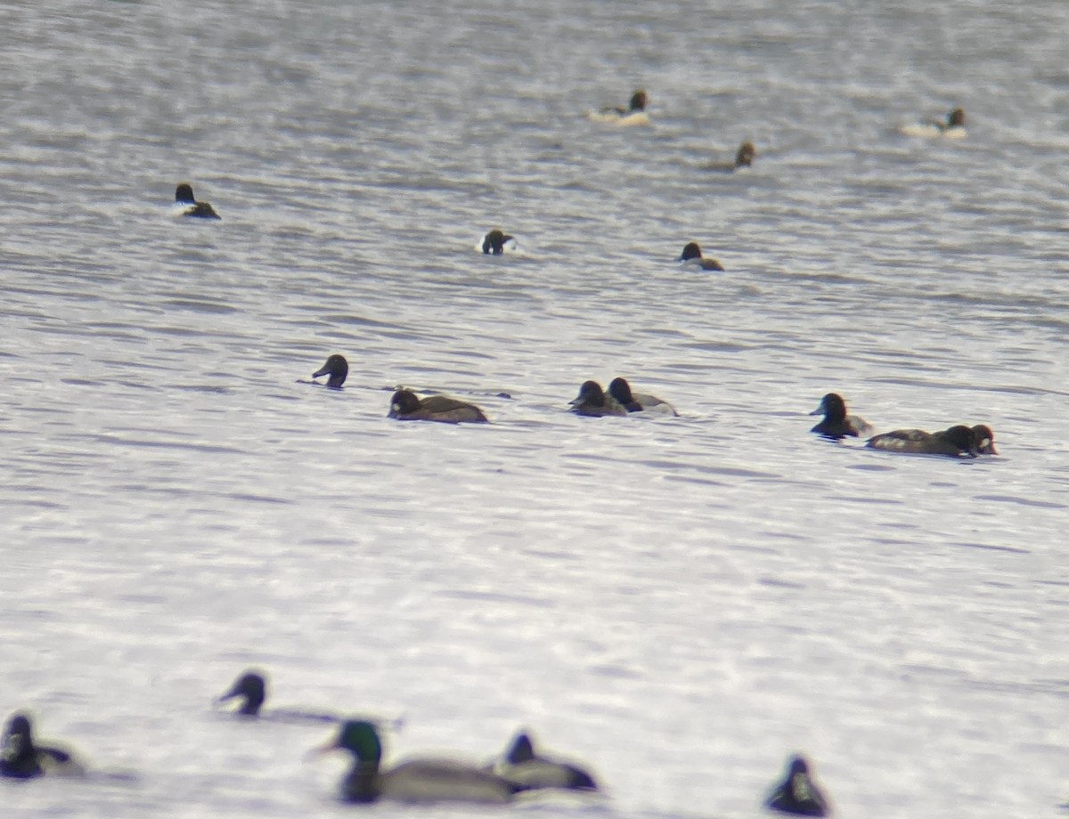 Greater Scaup - ML611804238