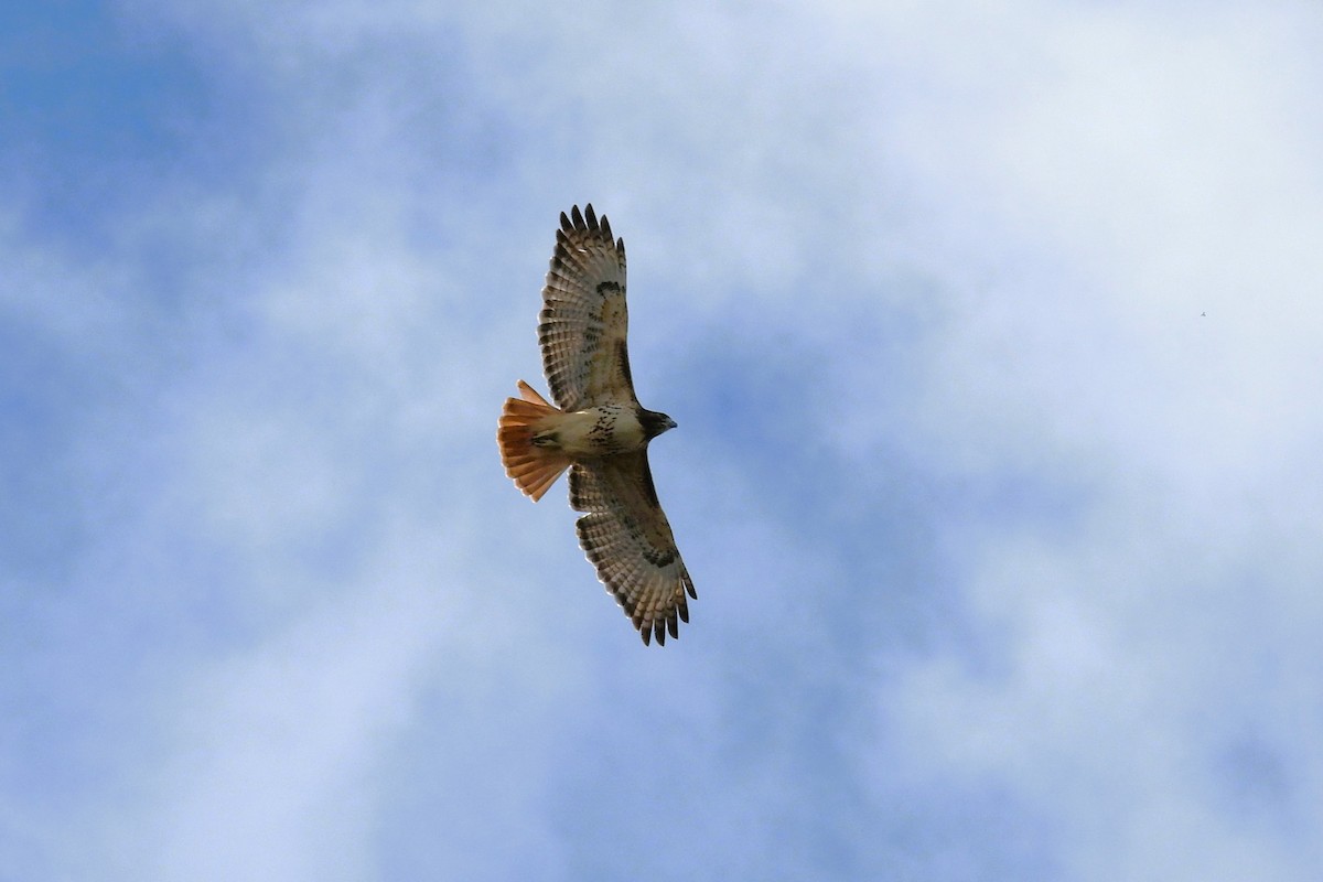 Red-tailed Hawk - S. K.  Jones