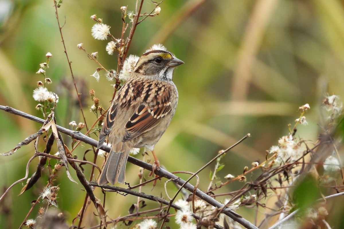 White-throated Sparrow - ML611804281