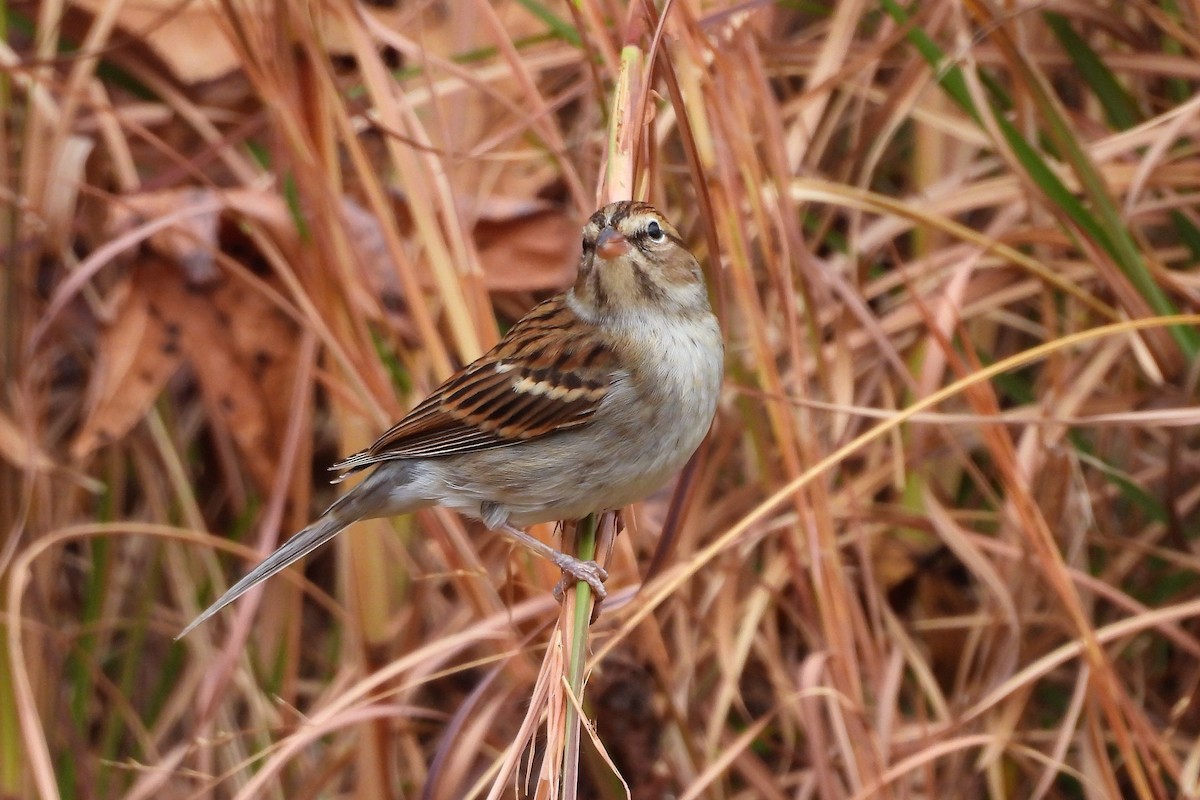 Chipping Sparrow - ML611804294
