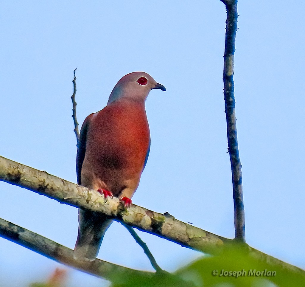Purple-tailed Imperial-Pigeon - ML611804666
