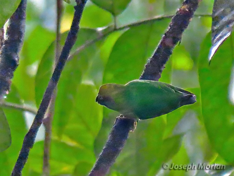 Yellow-capped Pygmy-Parrot - ML611804706