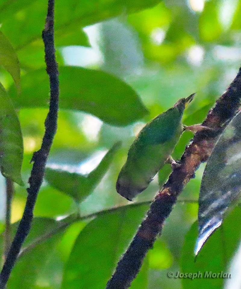 Yellow-capped Pygmy-Parrot - ML611804708