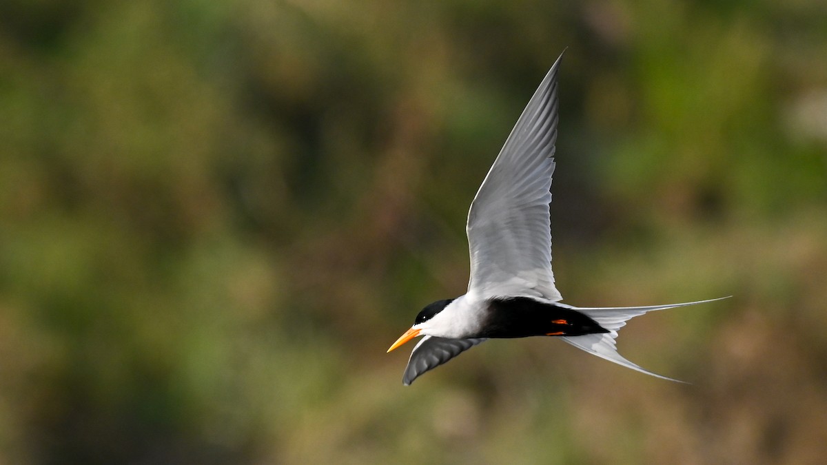 Black-bellied Tern - ML611804981