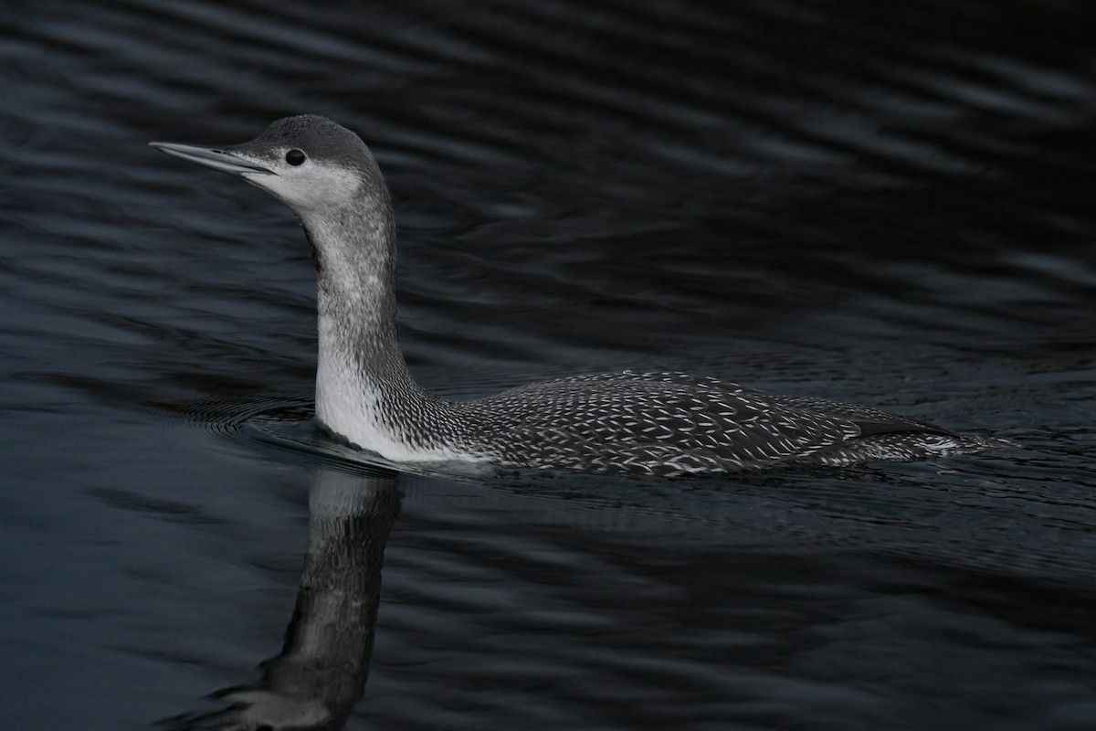 Red-throated Loon - ML611805015