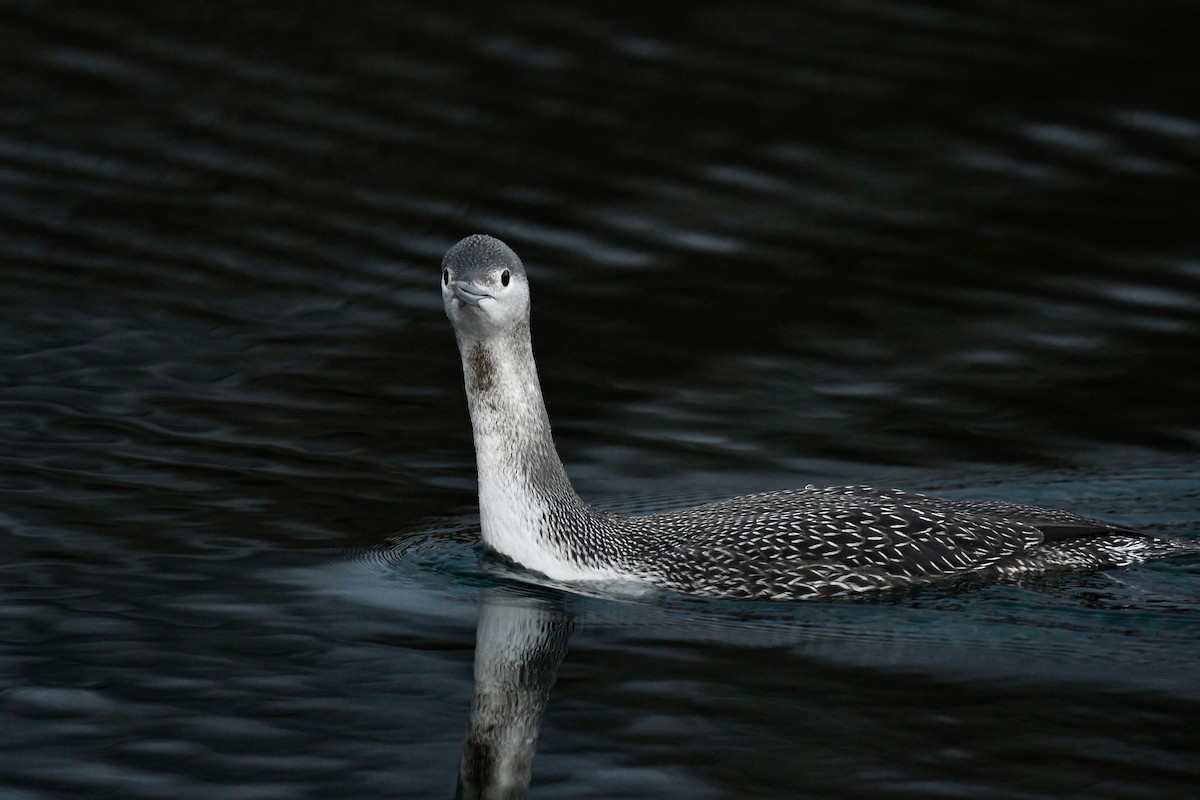 Red-throated Loon - ML611805016