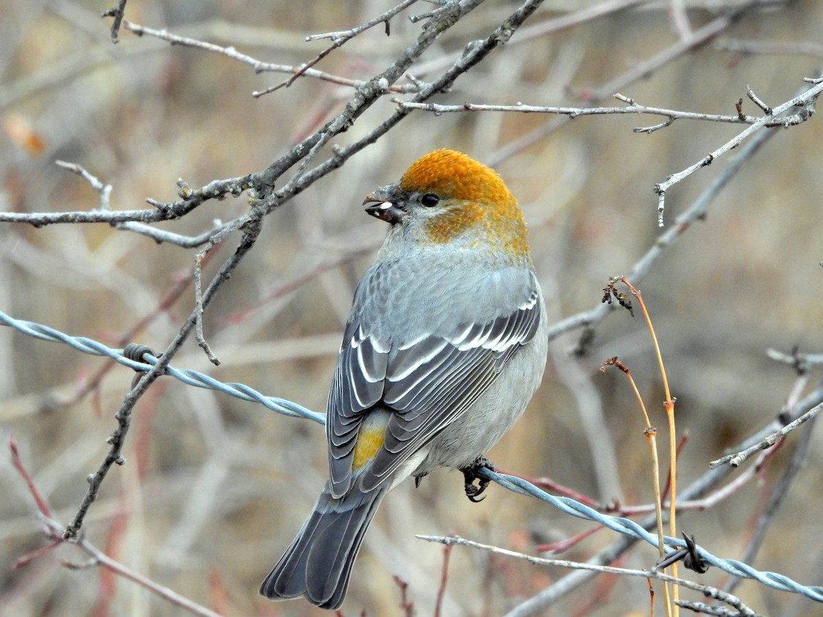 Pine Grosbeak - ML611805451