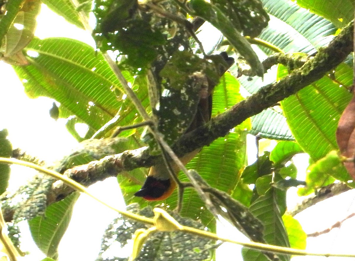 Flame-faced Tanager - ML611805775