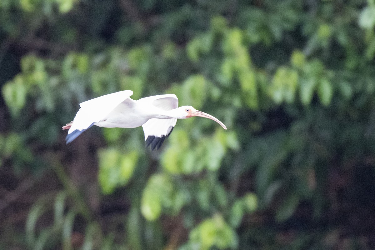 ibis bílý - ML611805966