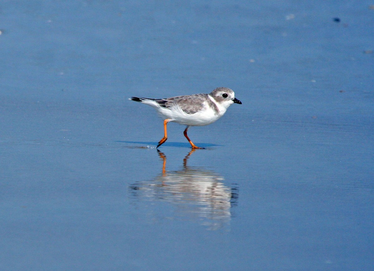 Piping Plover - ML611806169