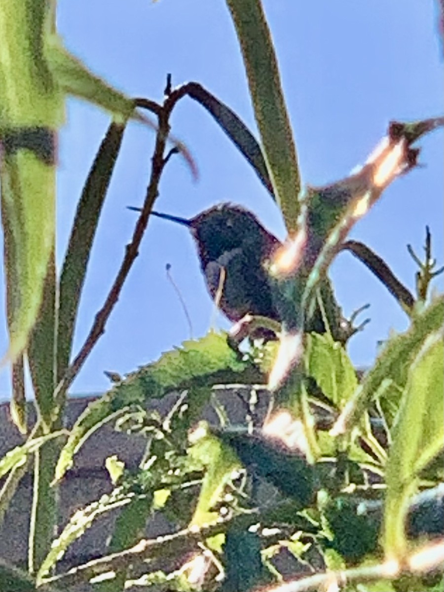 Broad-tailed Hummingbird - ML611806607