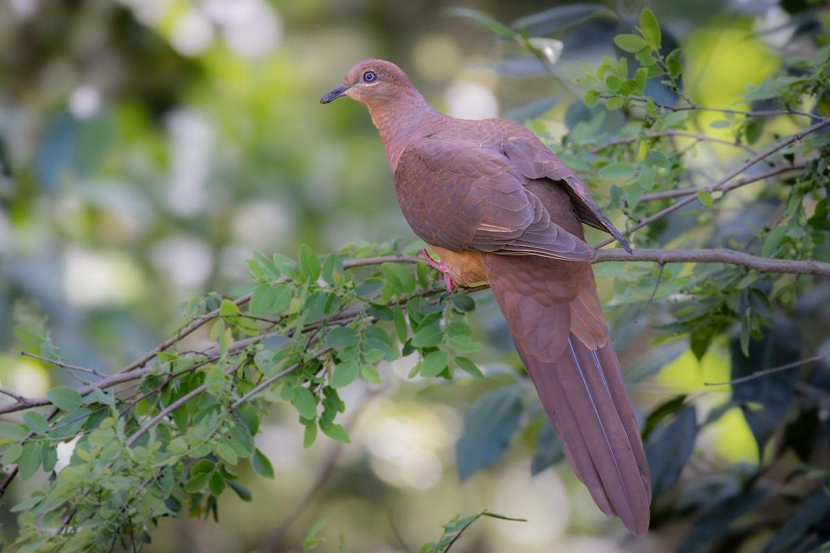 Brown Cuckoo-Dove - Stuart Kelly