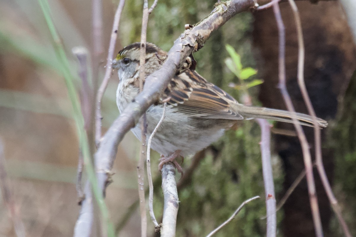 White-throated Sparrow - ML611806775