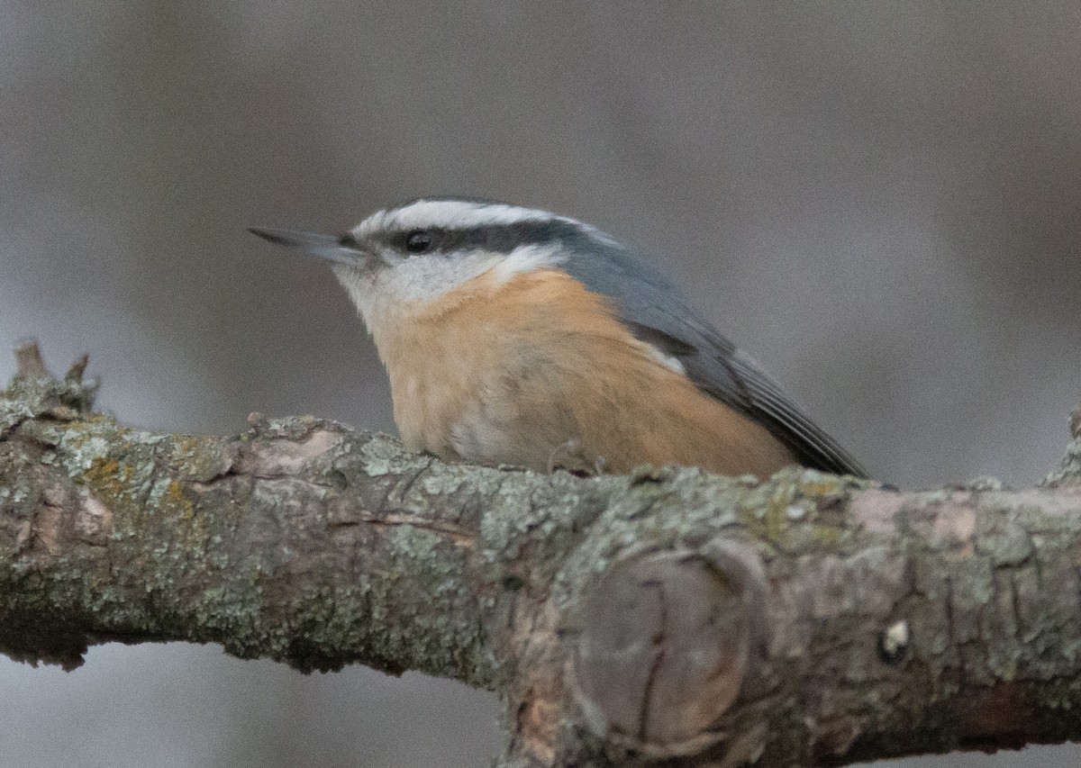 Red-breasted Nuthatch - ML611806814