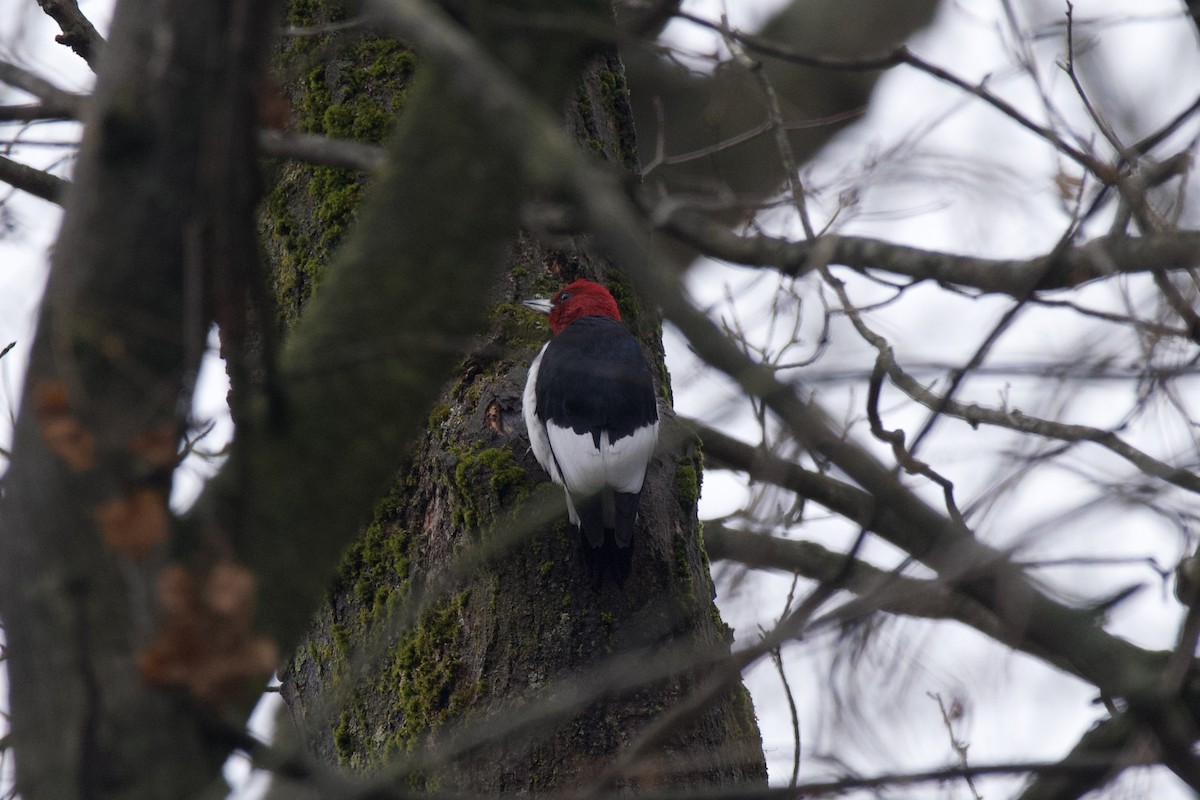 Red-headed Woodpecker - ML611806825