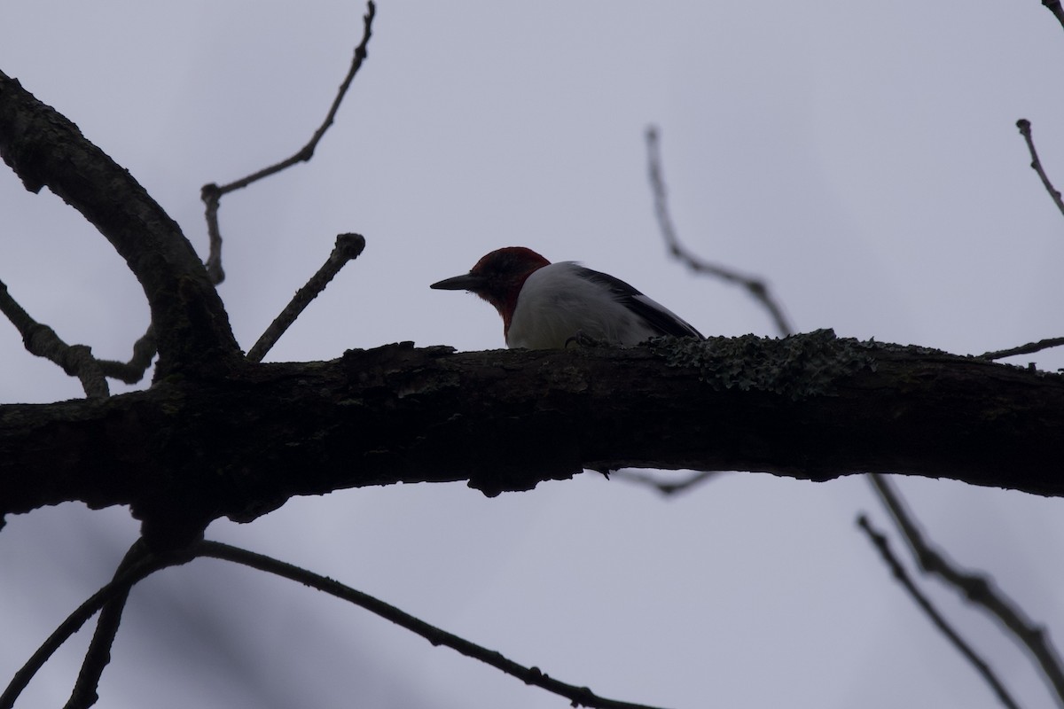 Red-headed Woodpecker - ML611806826