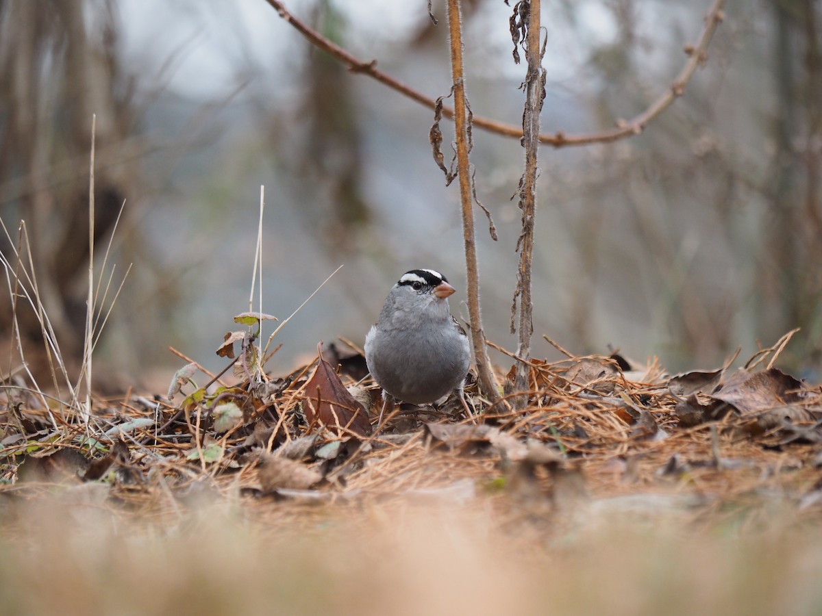 White-crowned Sparrow (leucophrys) - ML611806957