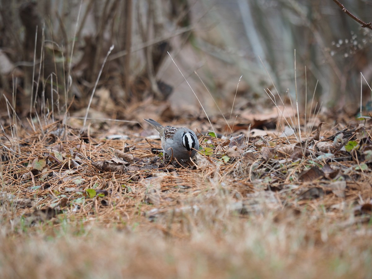 White-crowned Sparrow (leucophrys) - ML611806977