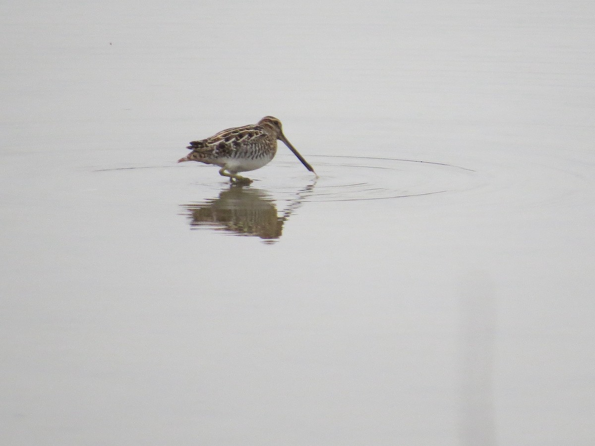 eBird Checklist - 2 Dec 2023 - Two Rivers NWR (Calhoun Co.) - 41 ...
