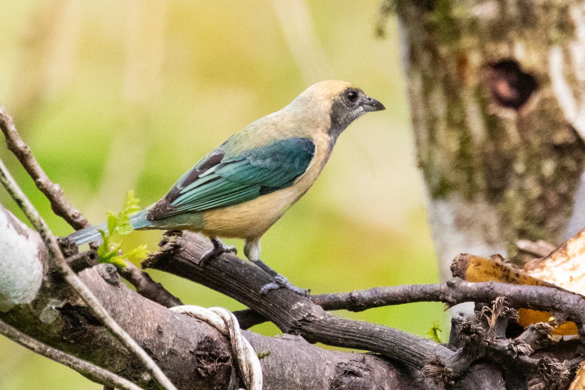 Burnished-buff Tanager - ML611807459