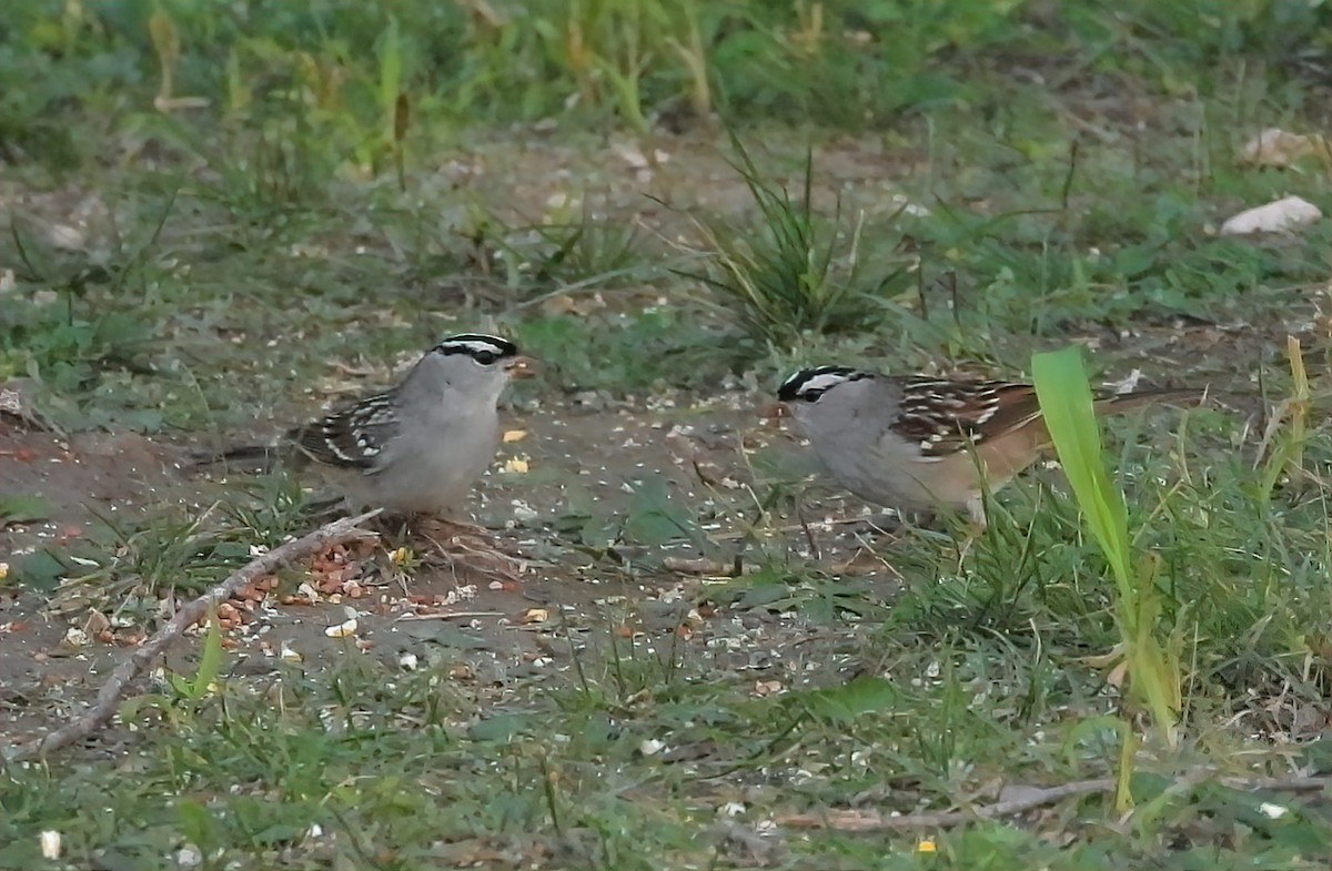 White-crowned Sparrow - ML611807486