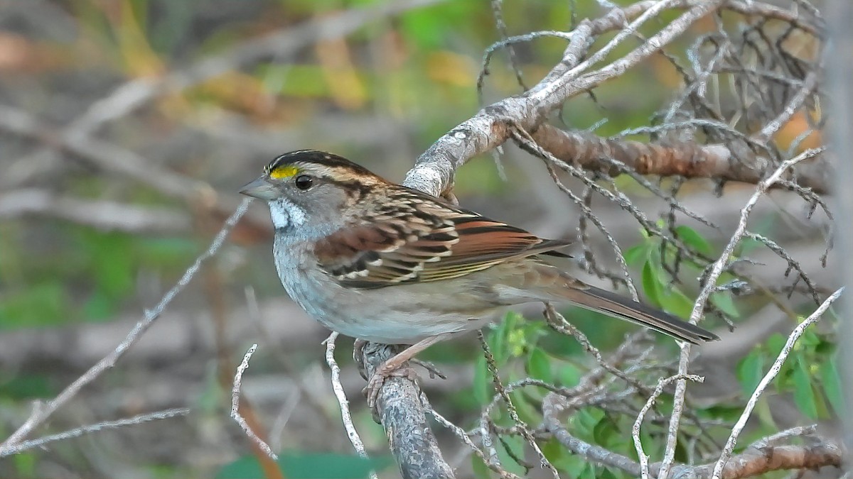 White-throated Sparrow - ML611807503