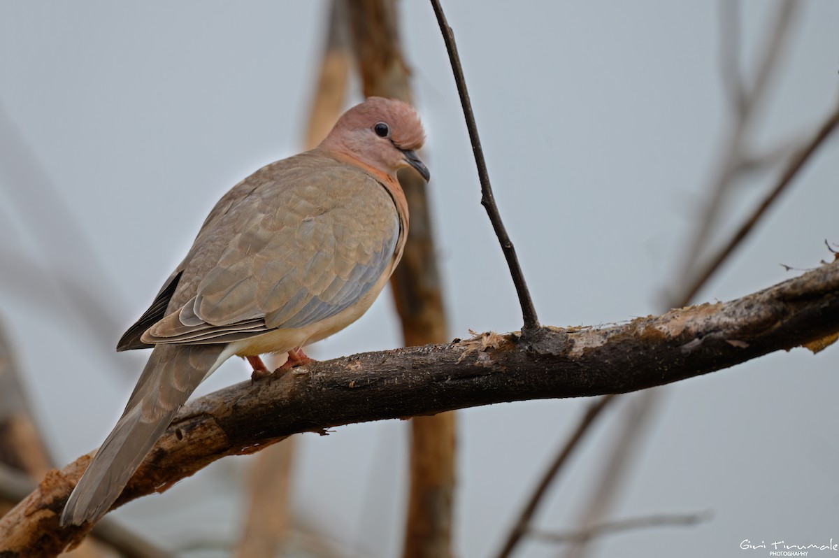 Laughing Dove - ML611807545