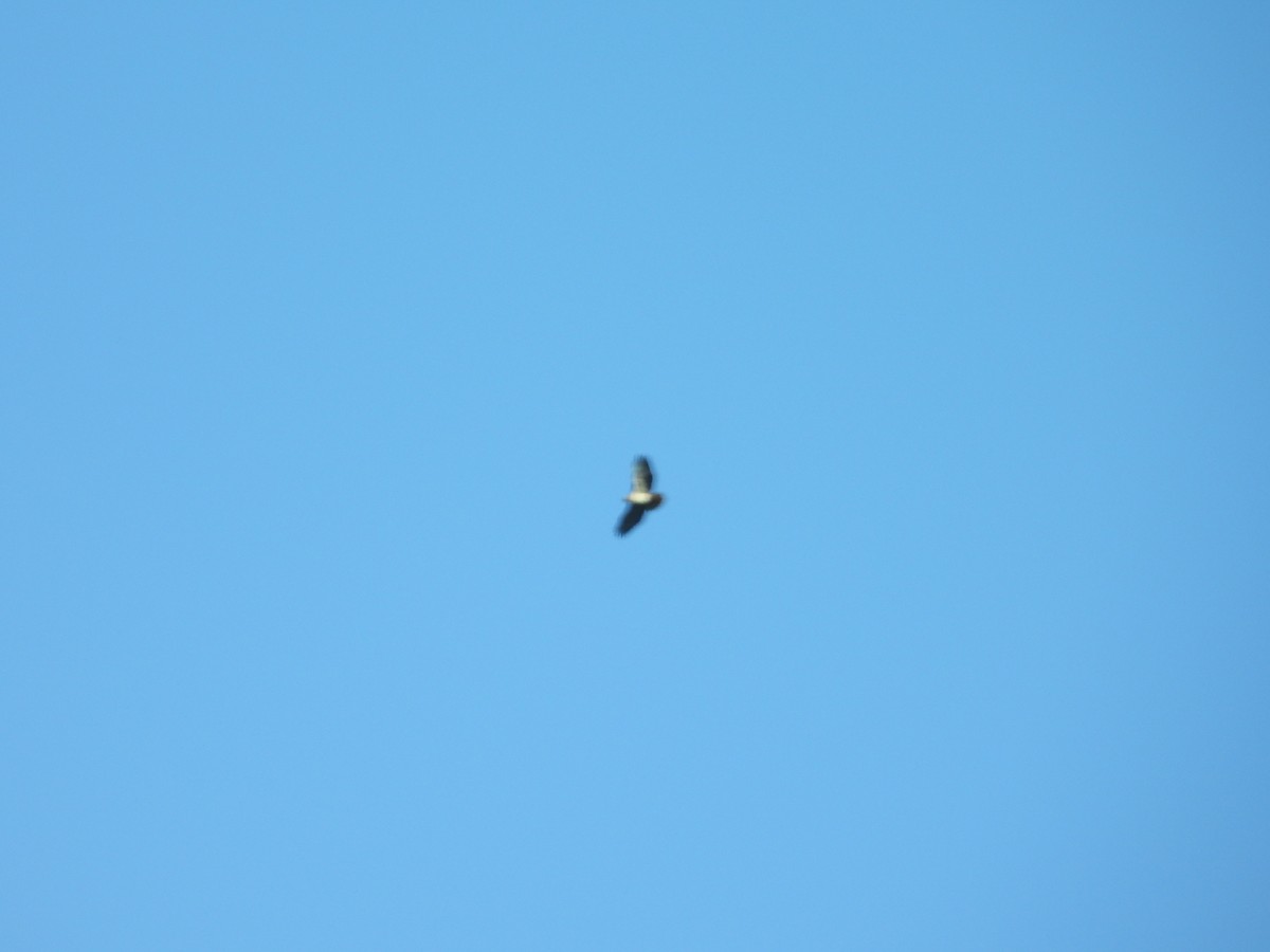 Buteo sp. - ML611807618