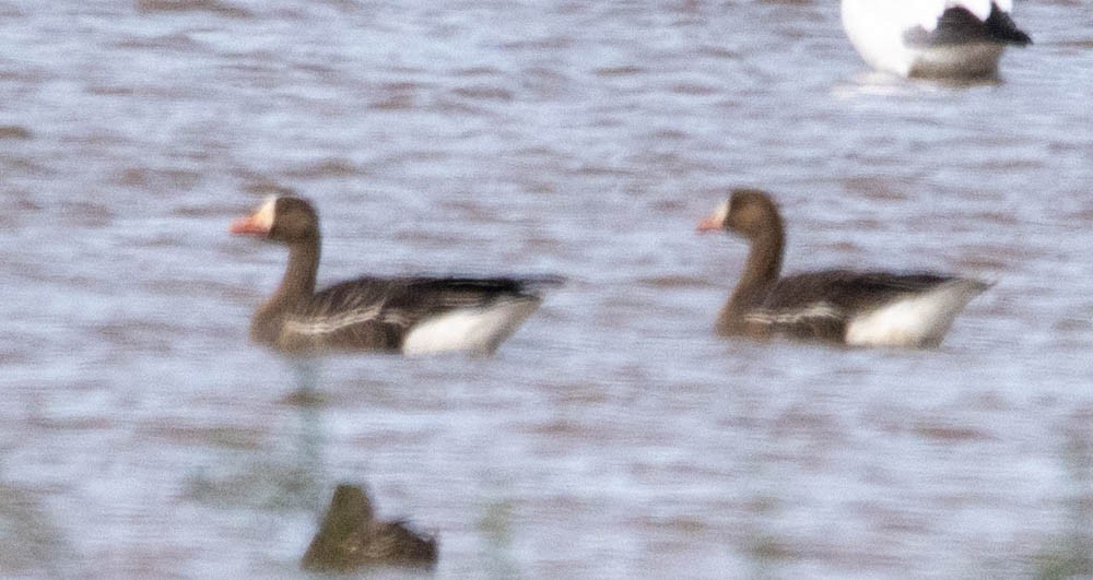 Greater White-fronted Goose - ML611807671