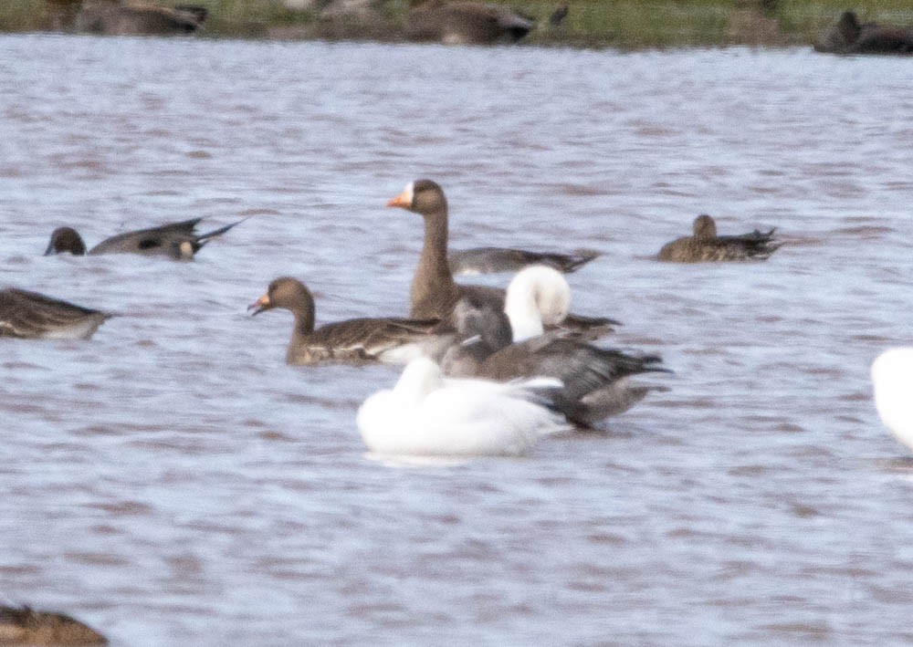 Greater White-fronted Goose - ML611807672
