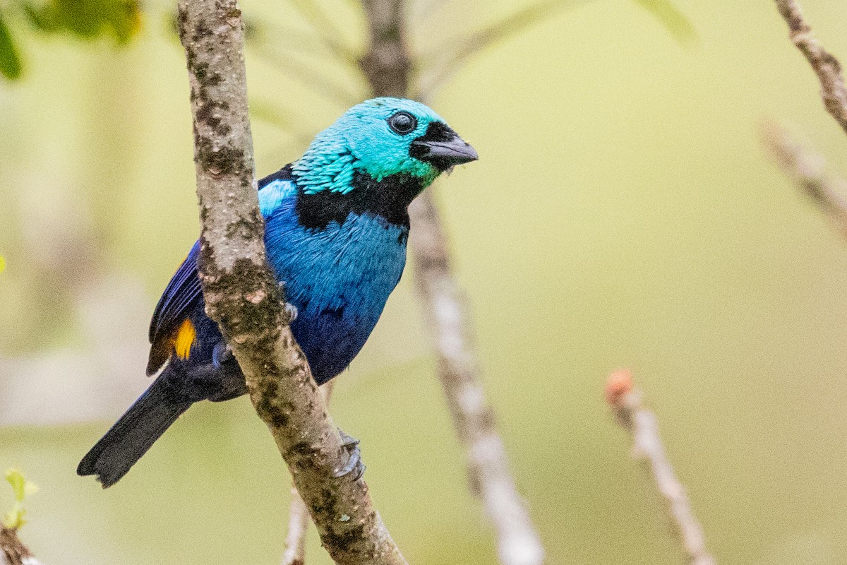 Seven-colored Tanager - ML611807693
